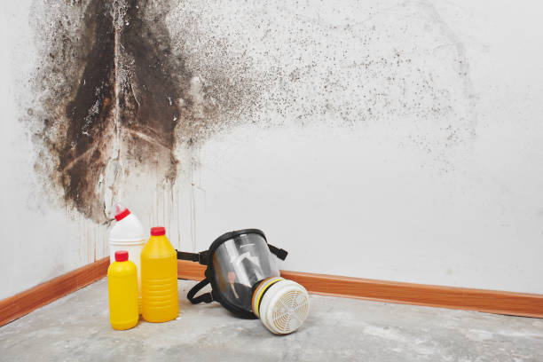 Mold Removal Process in Pleasant Garden, NC