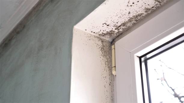 Best Home Mold Removal  in Pleasant Garden, NC