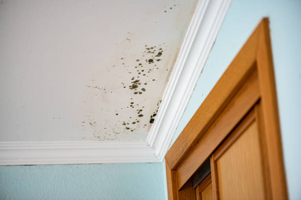 Best Crawl Space Mold Removal  in Pleasant Garden, NC