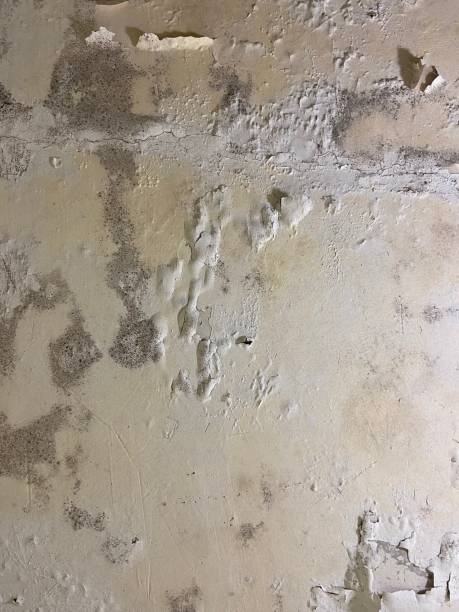 Best Residential Mold Removal  in Pleasant Garden, NC