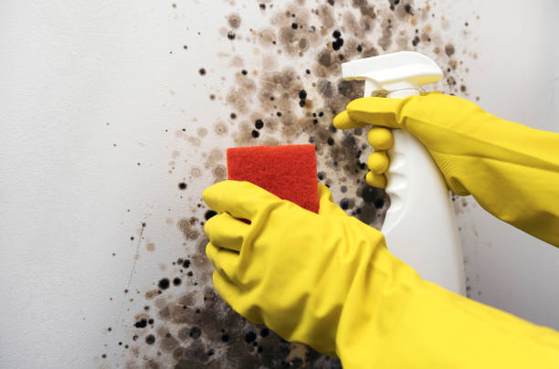 Best Fast Mold Removal  in Pleasant Garden, NC